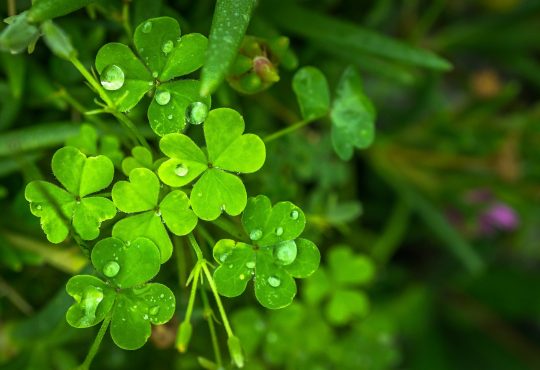 L’art de la confusion ou un trèfle malchanceux!