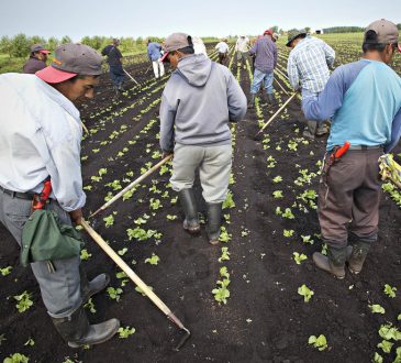 Le Canada a reçu environ la moitié de ses travailleurs étrangers agricoles