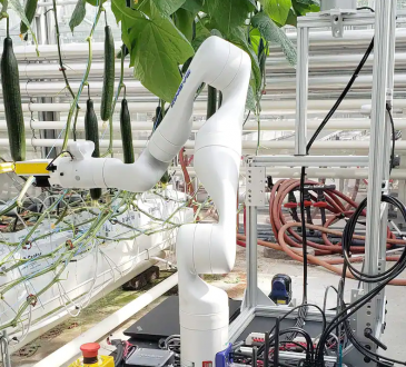 Des robots pourraient bientôt récolter des légumes de serre