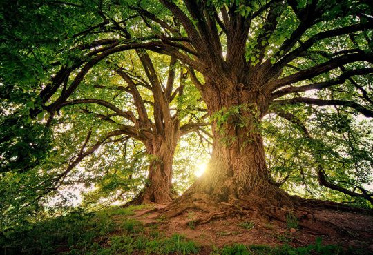 Décris-moi ton arbre - L’Arbre de vie en ÉDI