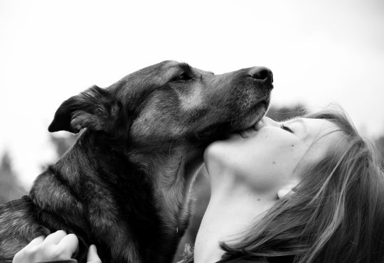 Les motivations à intégrer la zoothérapie dans l’intervention en relation d’aide