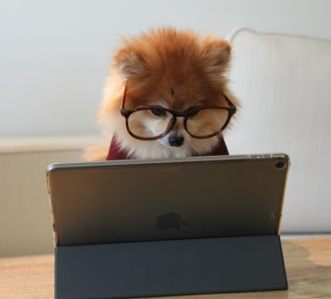 Un chien à l'ordinateur