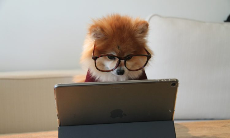 Un chien à l'ordinateur